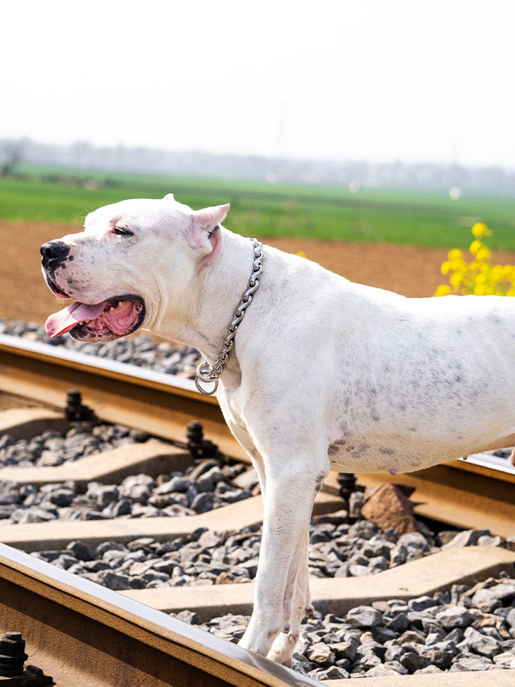 How to Use a Training Collar Safely & Effectively