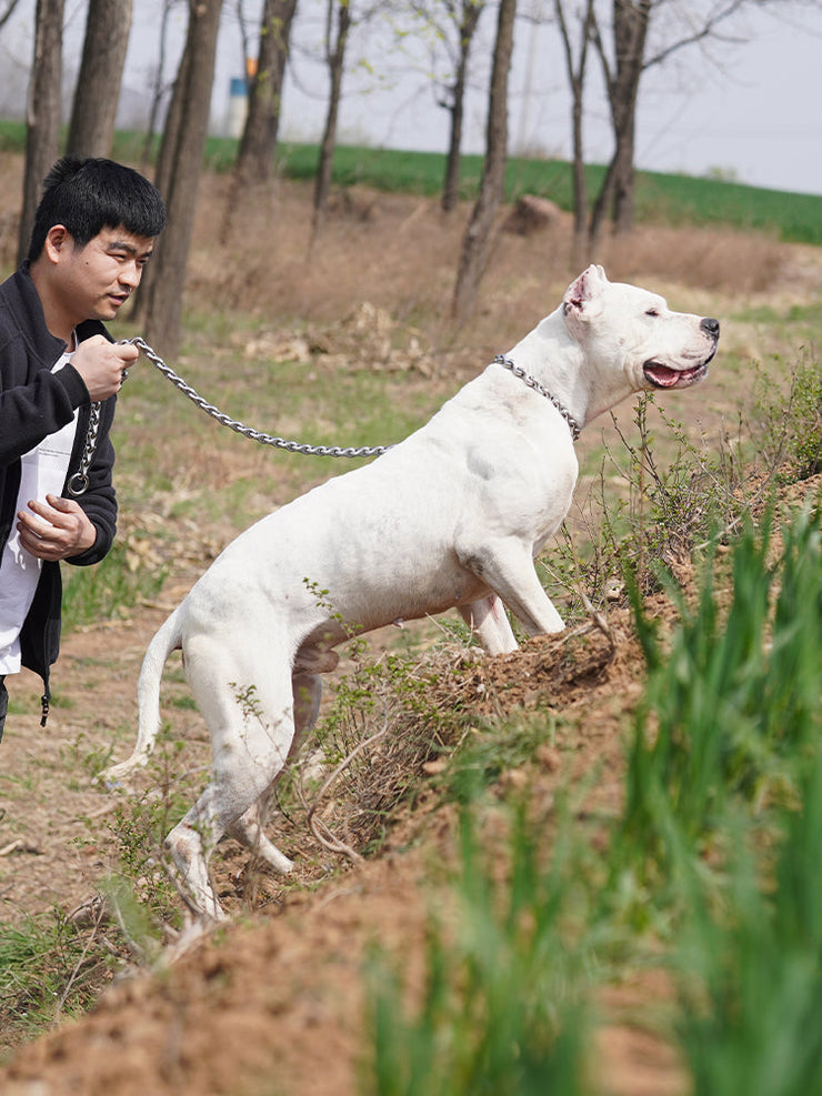3 Key Training Drills for Powerful Breeds (Building Control & Respect)