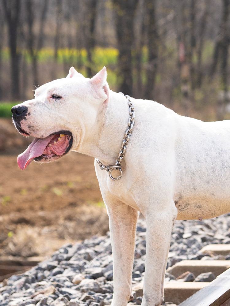 The RIVET // Classic Link Training Collar