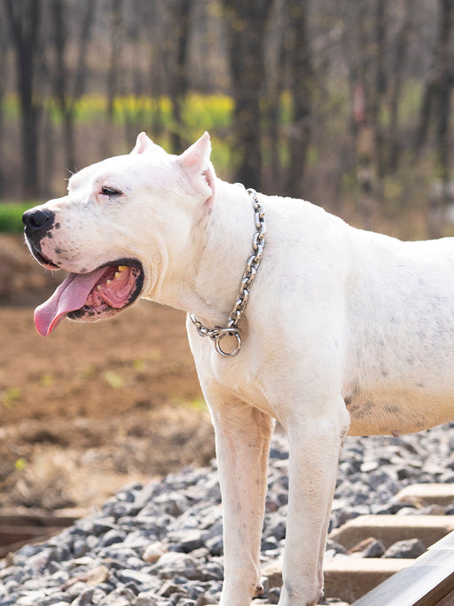 The RIVET // Classic Link Training Collar