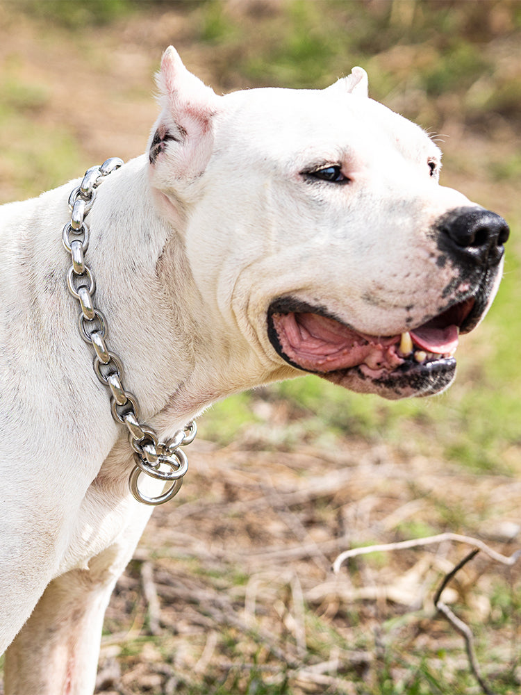 The RIVET // Classic Link Training Collar