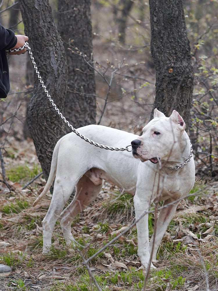 The DRACO // Dragon Bone Leash