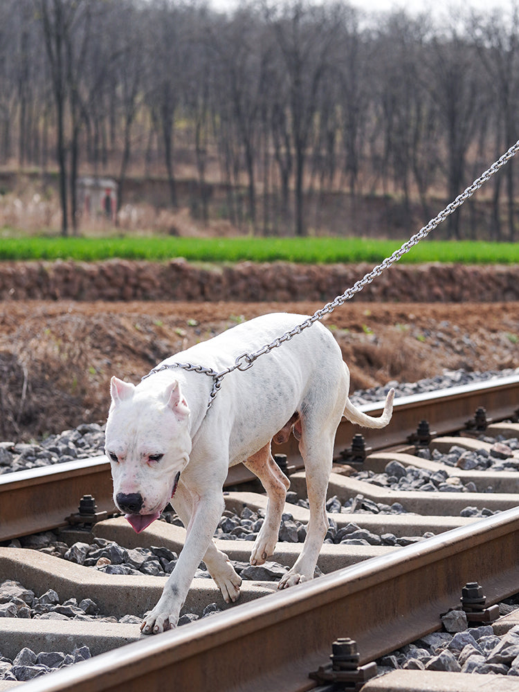 The RIVET // Classic Link Leash