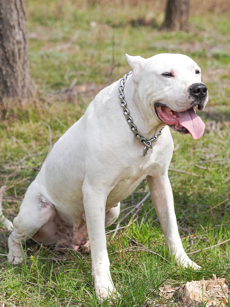 The DRACO // Dragon Bone Training Collar
