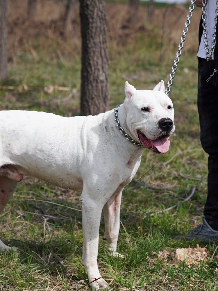 The RIVET // Classic Link Leash