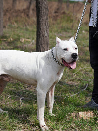 The RIVET // Classic Link Leash